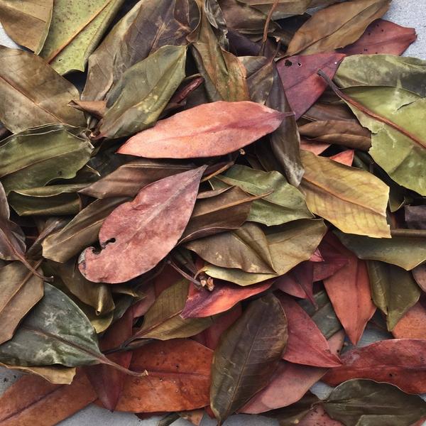 Mangrove Leaves (6 - 8") (10 - Pack) - Planted Aquaria