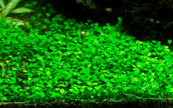 Marsilea crenata - Tropica TC - Planted Aquaria