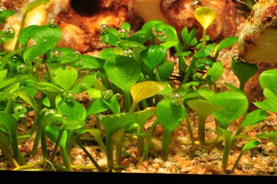 Marsilea hirsuta - Tropica TC - Planted Aquaria