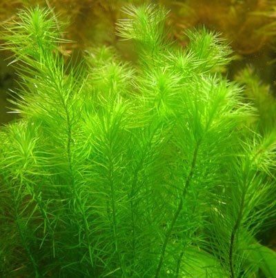 Mayaca sellowiniana - Unpotted - Planted Aquaria