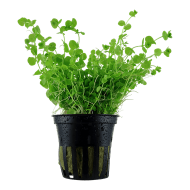 Micranthemum umbrosum - Potted - Planted Aquaria