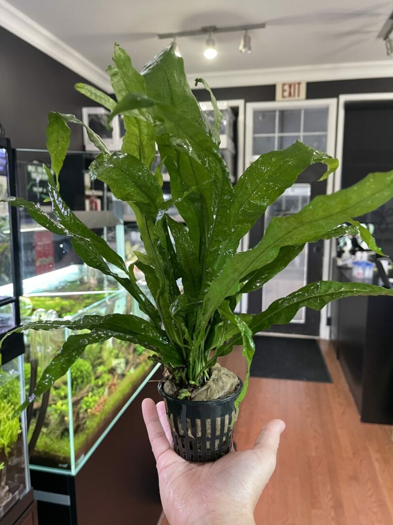 Microsorum pteropus Mother Plant - Potted - Planted Aquaria