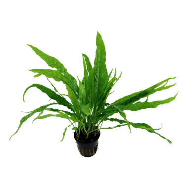 Microsorum pteropus - Potted - Planted Aquaria