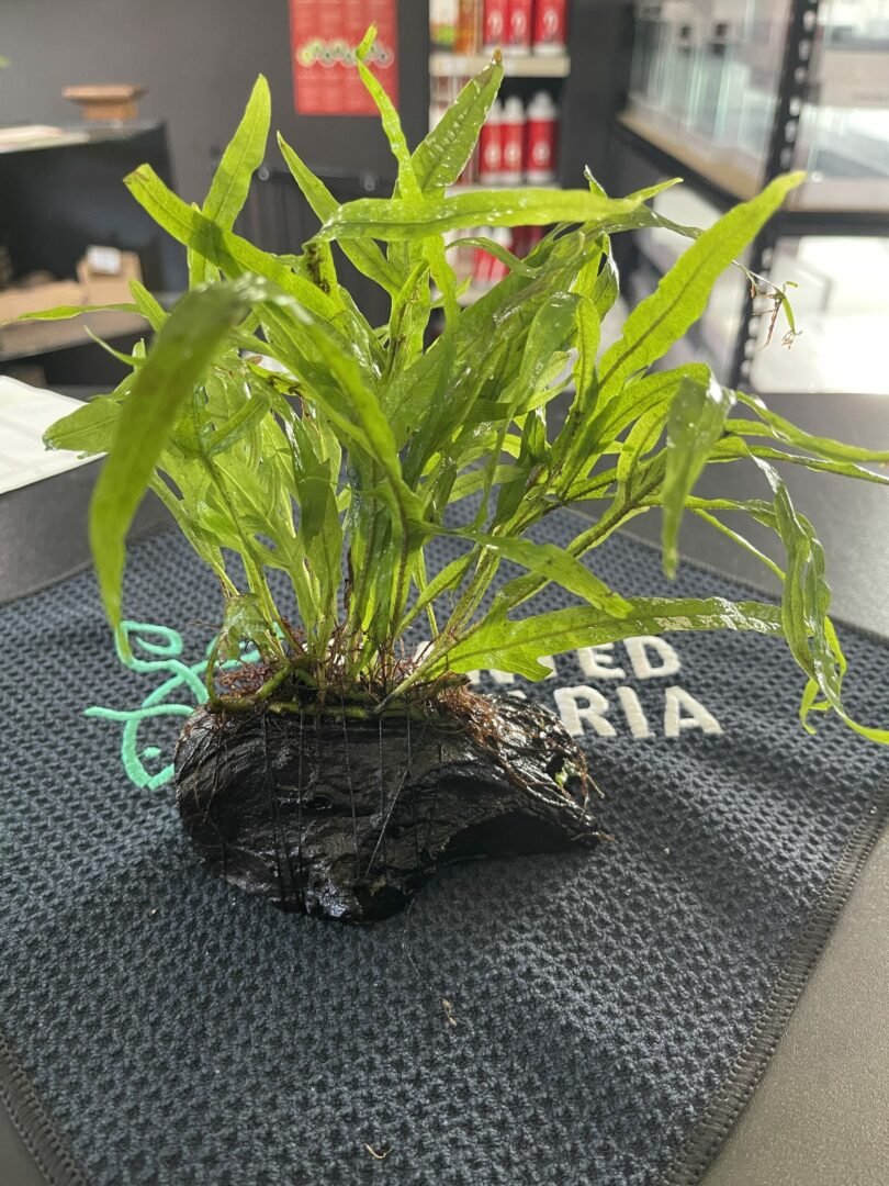 Microsorum pteropus 'Trident' on Driftwood - Planted Aquaria