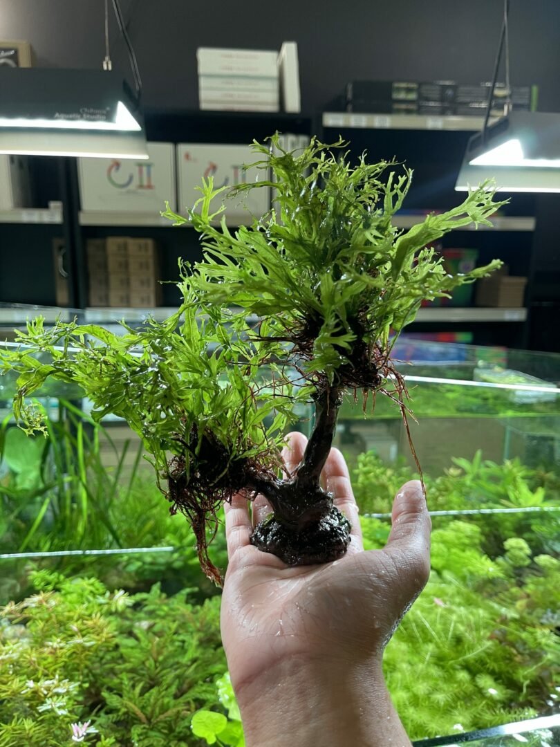 Microsorum Windelov on 'M' Stick - Planted Aquaria