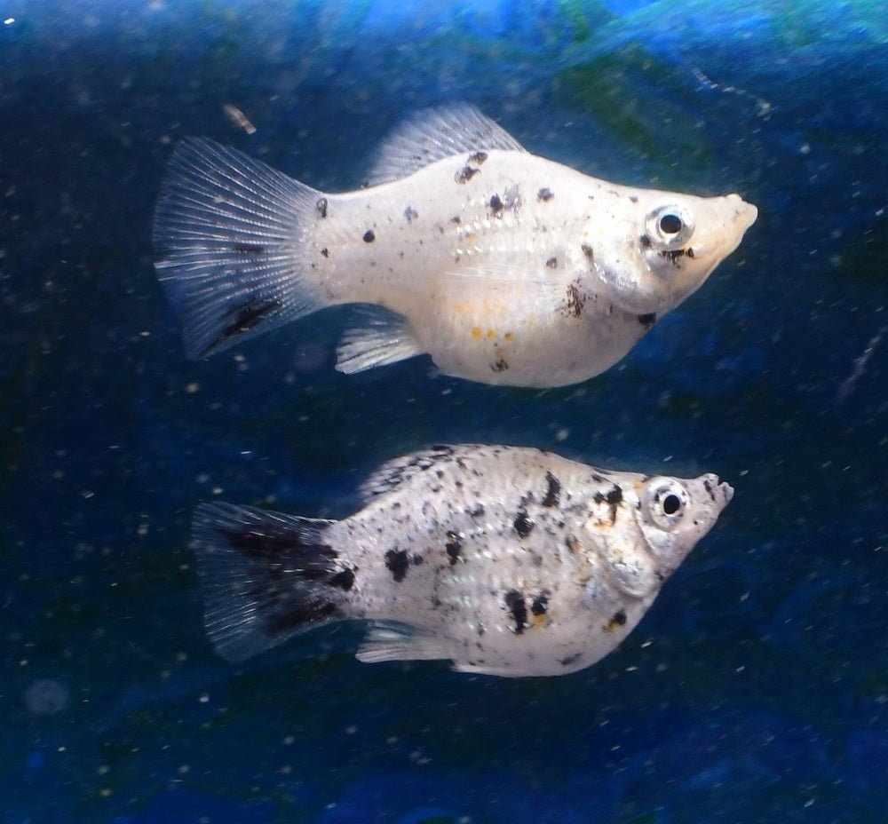Molly - Balloon Assorted - Planted Aquaria