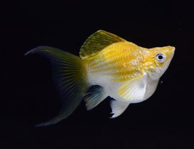 Molly - Balloon Lyretail Male - Planted Aquaria