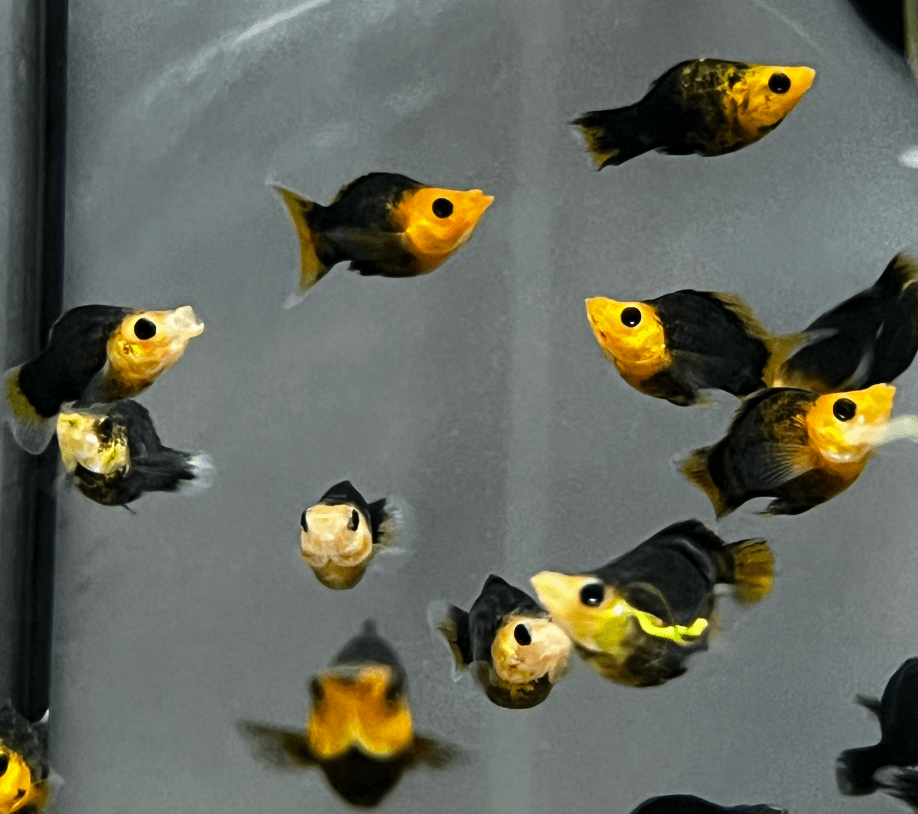 Molly - Gold Black Balloon - Planted Aquaria