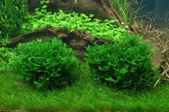 Monosolenium tenerum - Tropica TC - Planted Aquaria