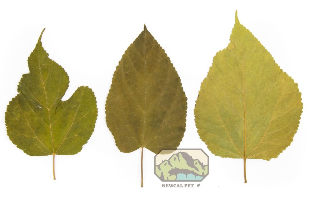 Mulberry Leaves - 10 Pack - Planted Aquaria