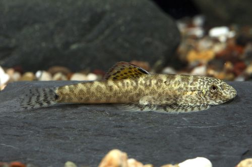 Myer's Hillstream Loach - Planted Aquaria