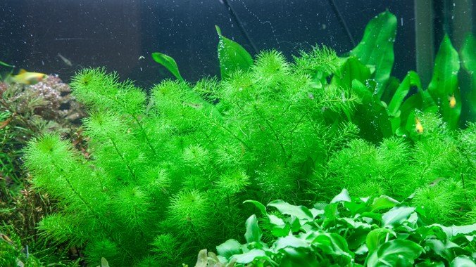 Myriophyllum 'Guyana' - Tropica TC - Planted Aquaria
