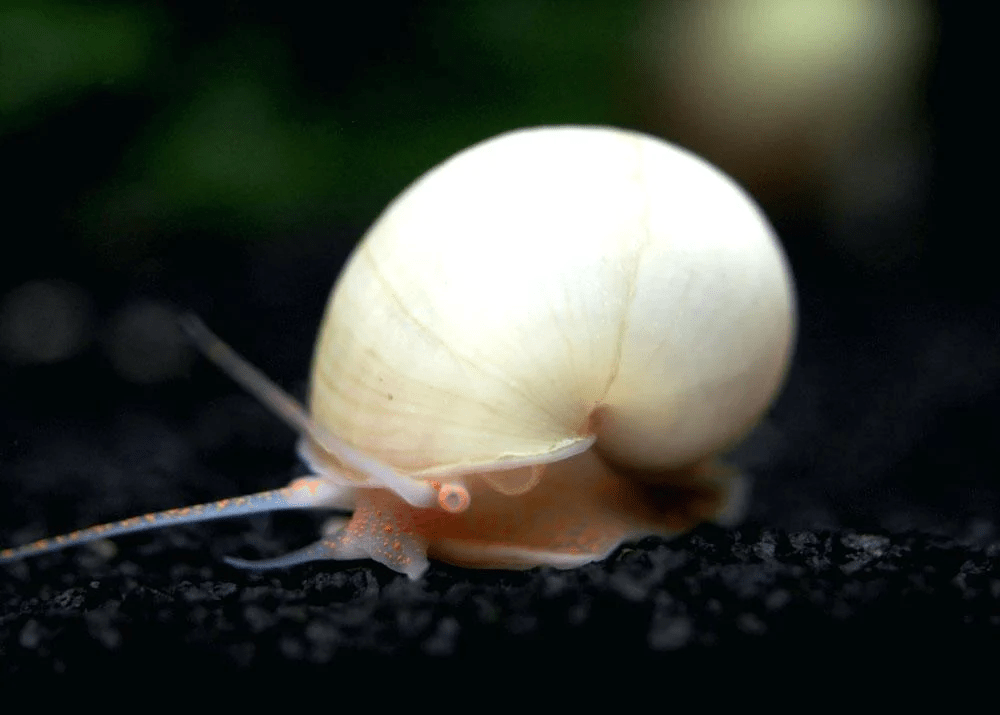 Mystery Snail - Ivory - Planted Aquaria
