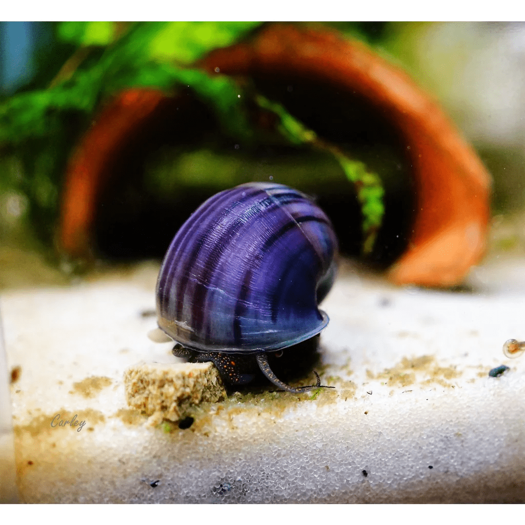 Mystery Snail - Purple - Planted Aquaria