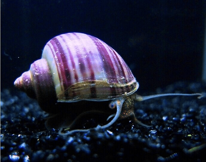 Mystery Snail - Purple - Planted Aquaria