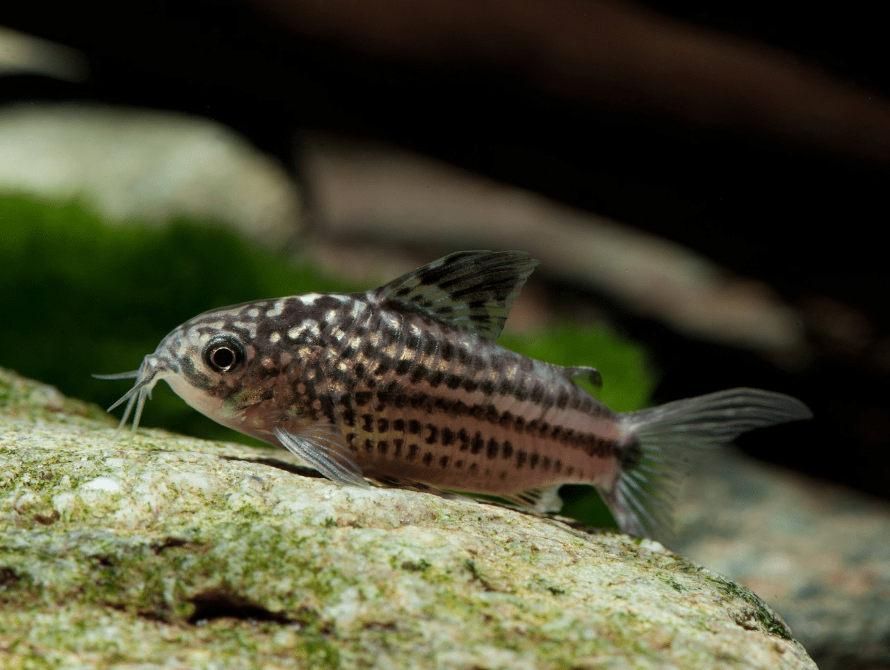 Napo Corydora - Planted Aquaria