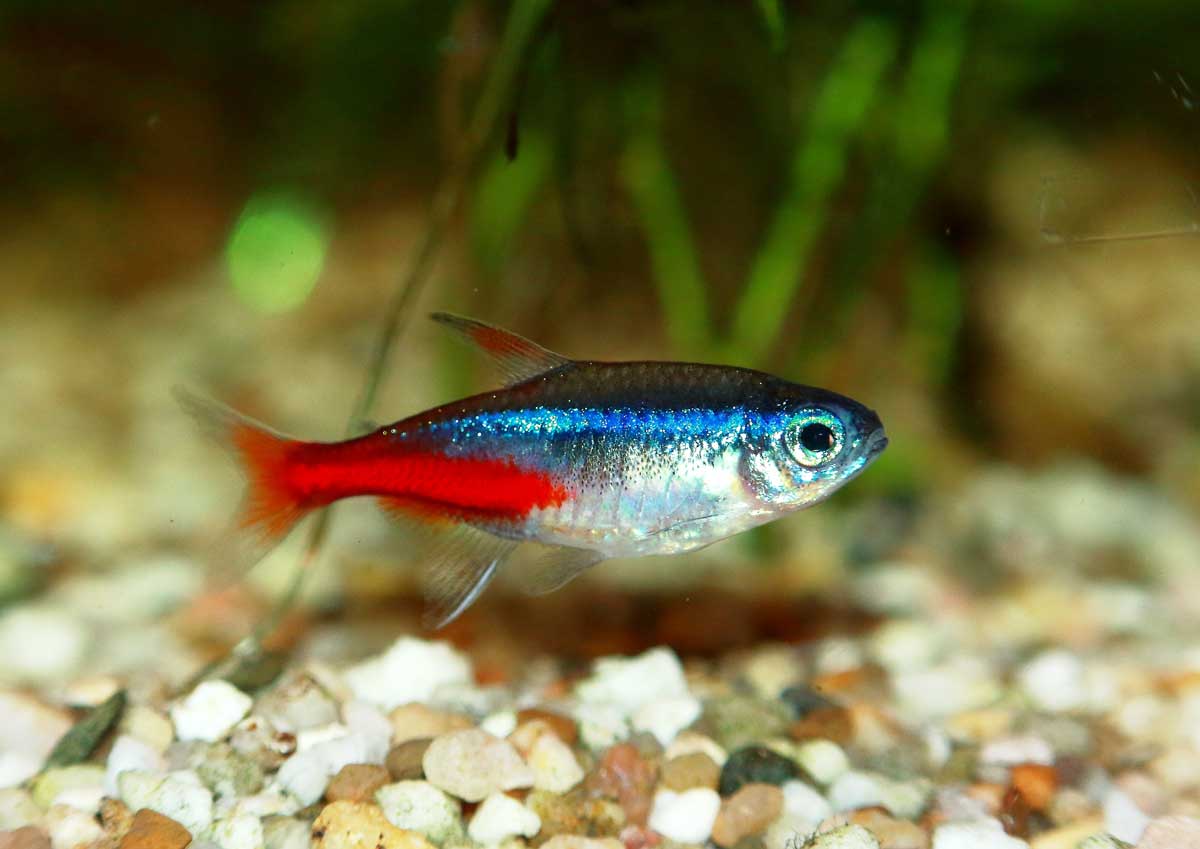 Neon Tetra - Planted Aquaria