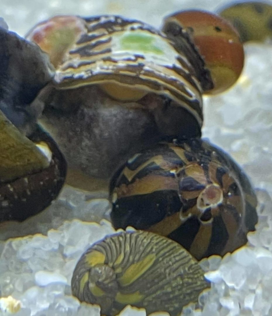 Nerite Snail - Assorted - Planted Aquaria