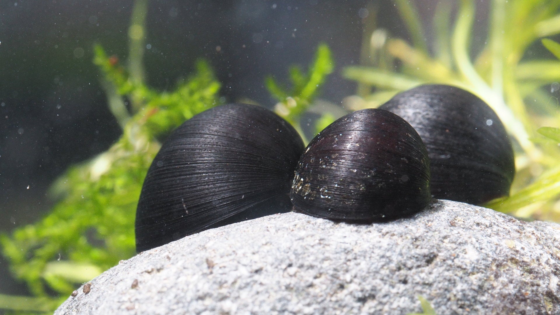 Nerite Snail - Black Helmet - Planted Aquaria