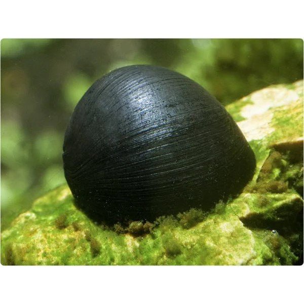 Nerite Snail - Black Helmet - Planted Aquaria
