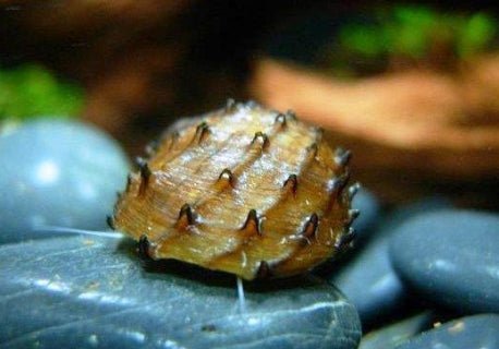 Nerite Snail - King Koopa - Planted Aquaria