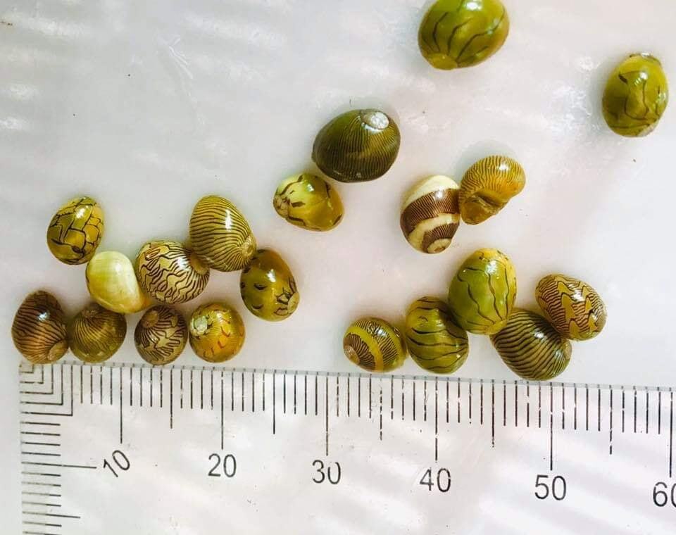 Nerite Snail - Pumpkin - Planted Aquaria