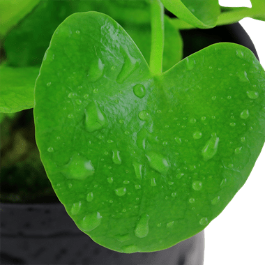 Nymphoides hydrophylla 'Taiwan' - Potted - Planted Aquaria