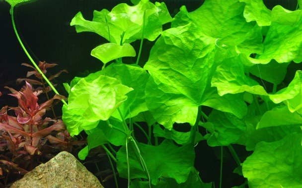 Nymphoides hydrophylla 'Taiwan' - Potted - Planted Aquaria