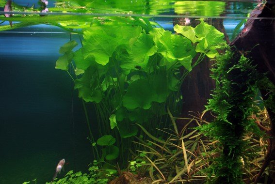 Nymphoides hydrophylla 'Taiwan' - Potted - Planted Aquaria