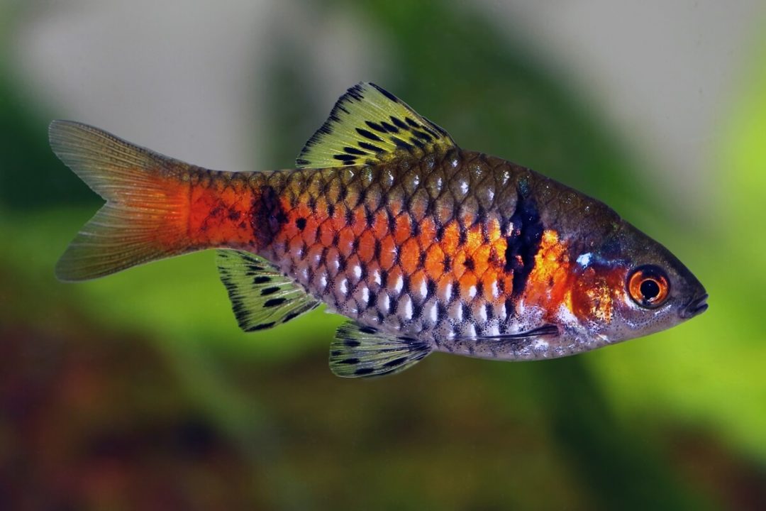 Odessa Barb - Planted Aquaria