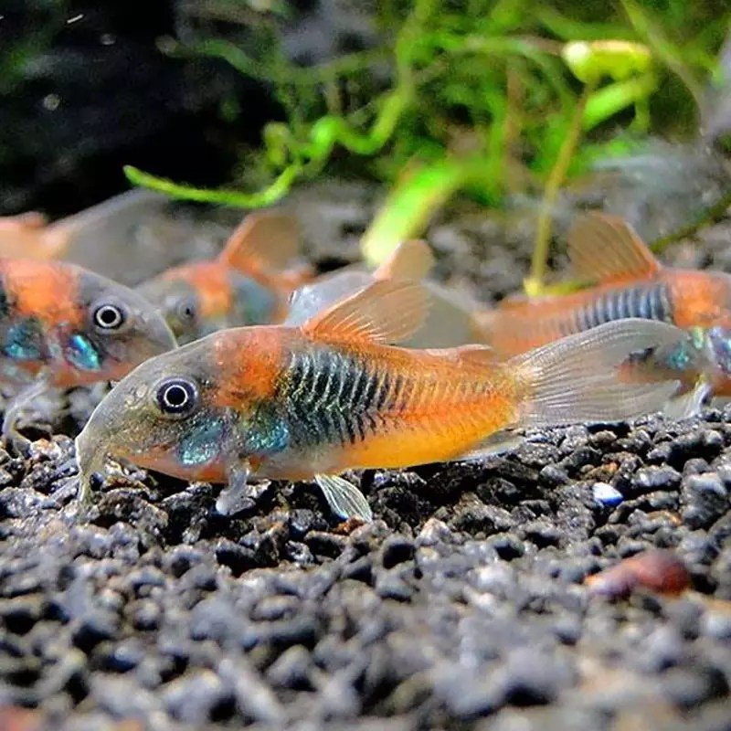Orange Venezuelan Corydora - Planted Aquaria