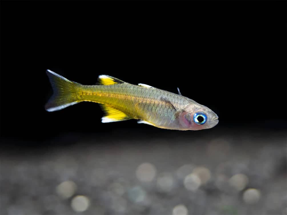 Pacific blue - eye Rainbowfish - Planted Aquaria