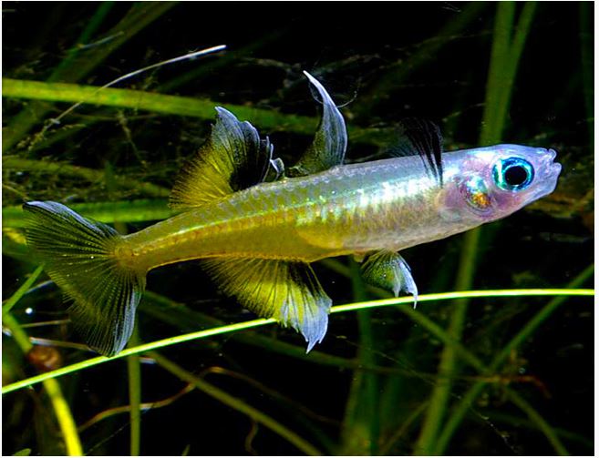 Pacific blue - eye Rainbowfish - Planted Aquaria