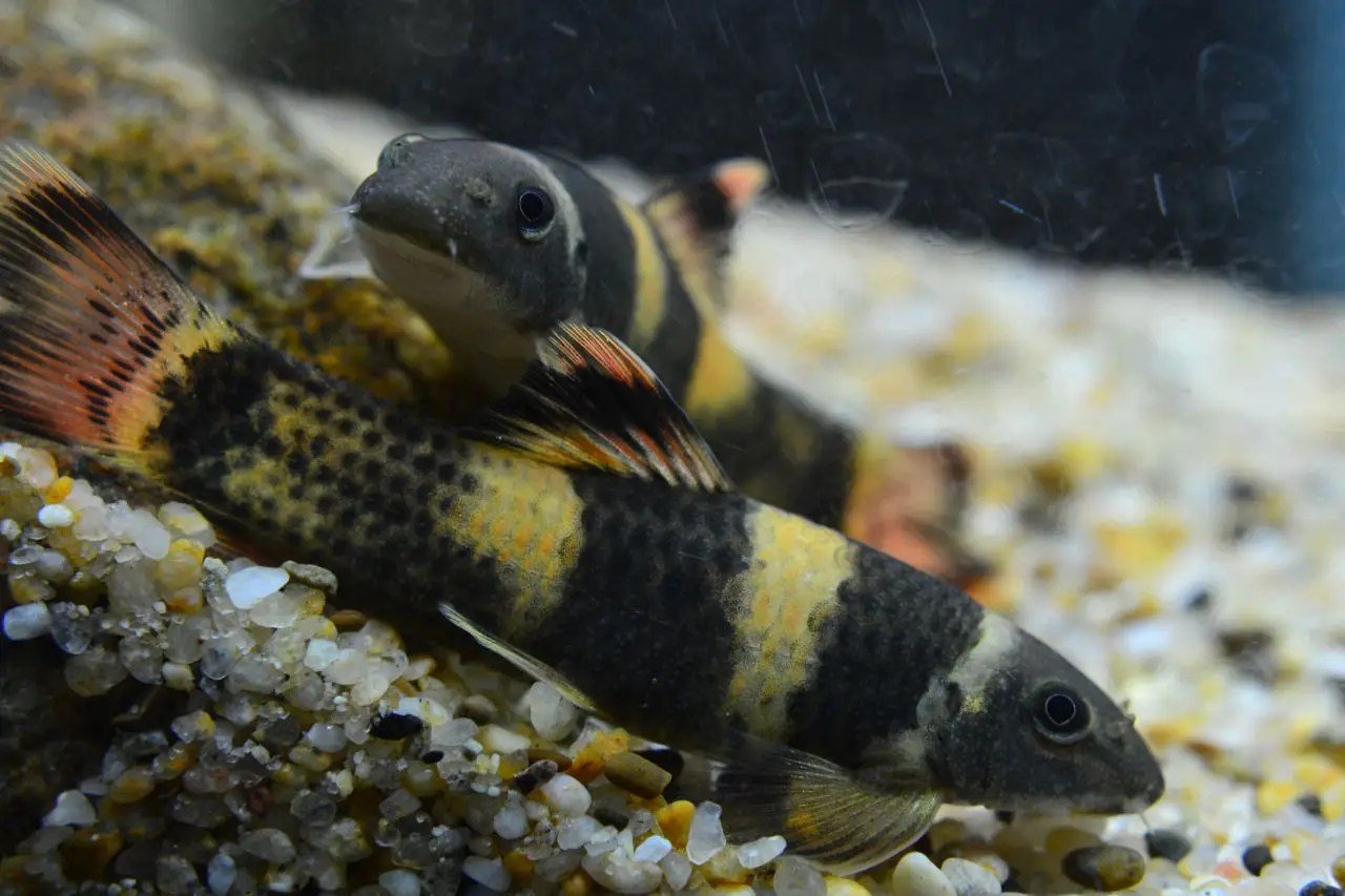 Panda Garra - Planted Aquaria