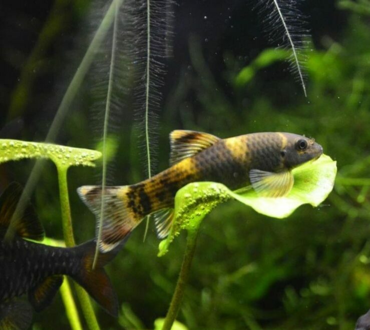 Panda Garra - Planted Aquaria