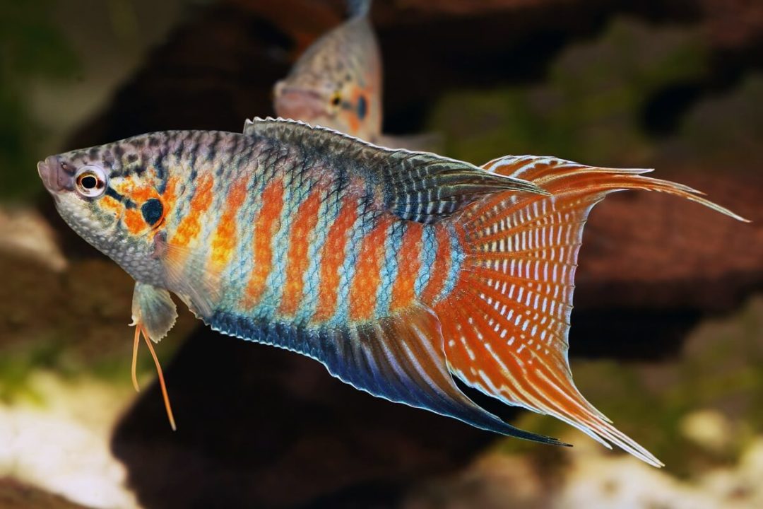 Paradise Fish - Planted Aquaria