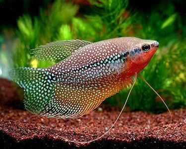 Pearl Gourami - Planted Aquaria