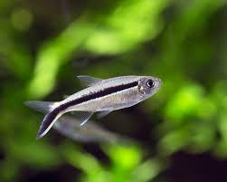 Penguin Tetra - Planted Aquaria