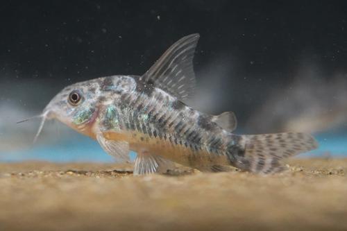 Peppered Corydora - Planted Aquaria