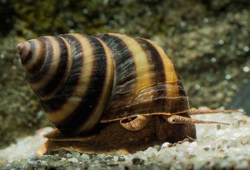 Piano Snail - Planted Aquaria