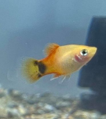Platy - Assorted - Planted Aquaria