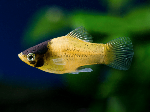 Platy - Bumblebee - Planted Aquaria