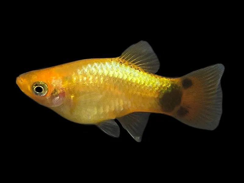 Platy - Gold Mickey Mouse M/F - Planted Aquaria