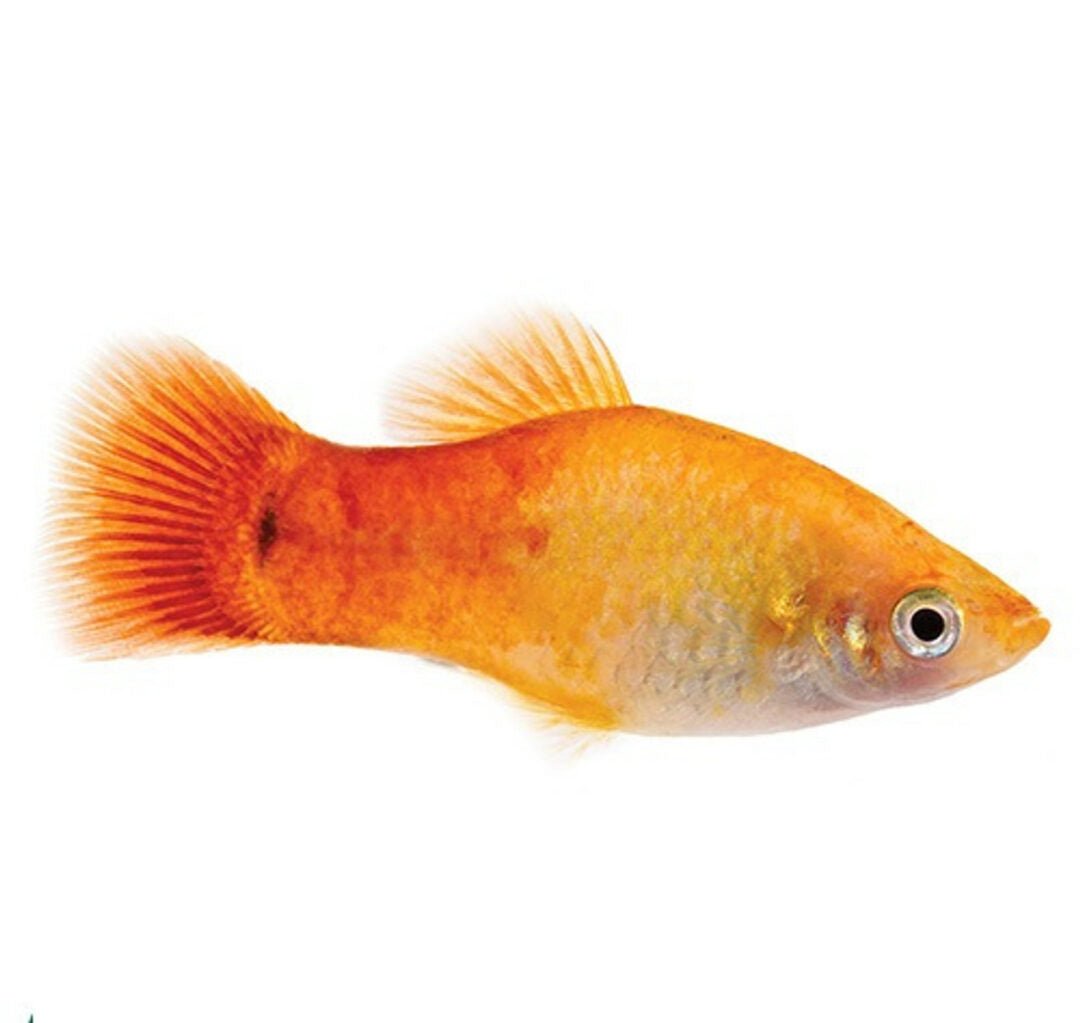 Platy - Yellow Sunset Platy - Planted Aquaria