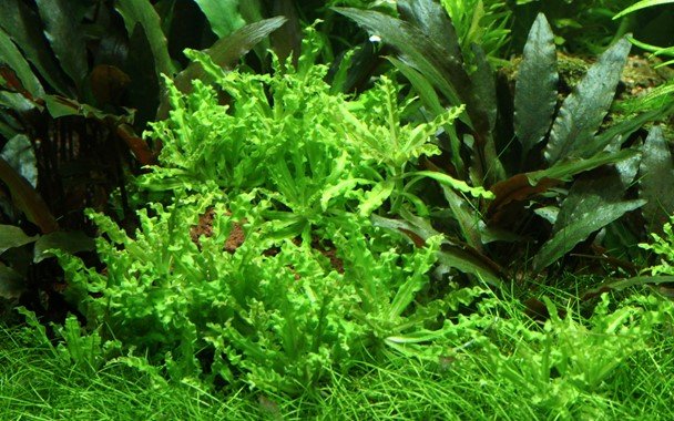 Pogostemon helferi - Potted - Planted Aquaria