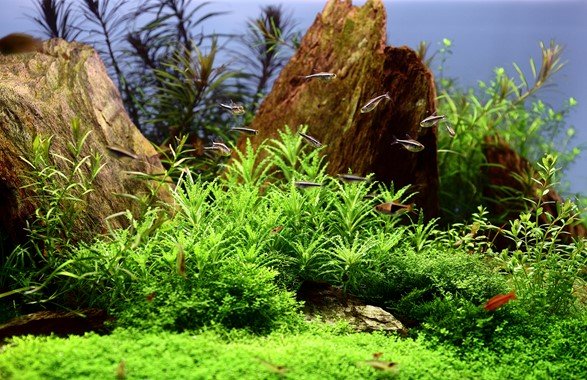 Pogostemon helferi - Tropica TC - Planted Aquaria