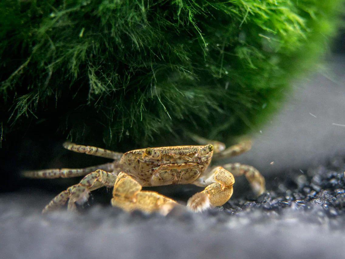 Pom Pom Crab - Planted Aquaria