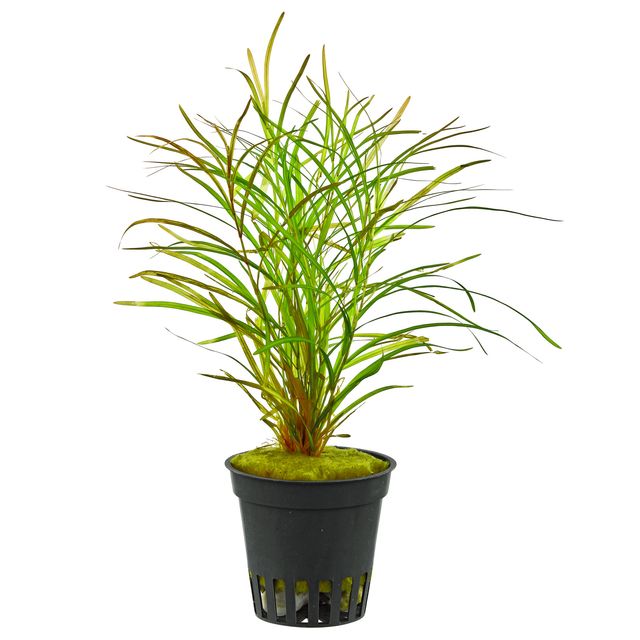 Potamogeton Gayi - Potted - Planted Aquaria