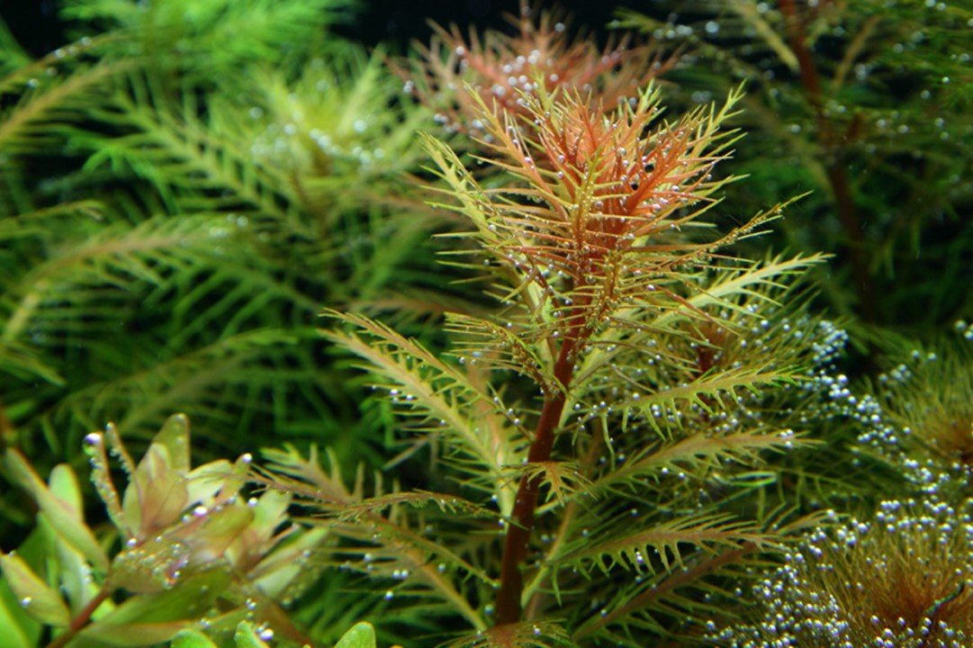 Proserpinaca palustris 'Cuba' - Tropica TC - Planted Aquaria