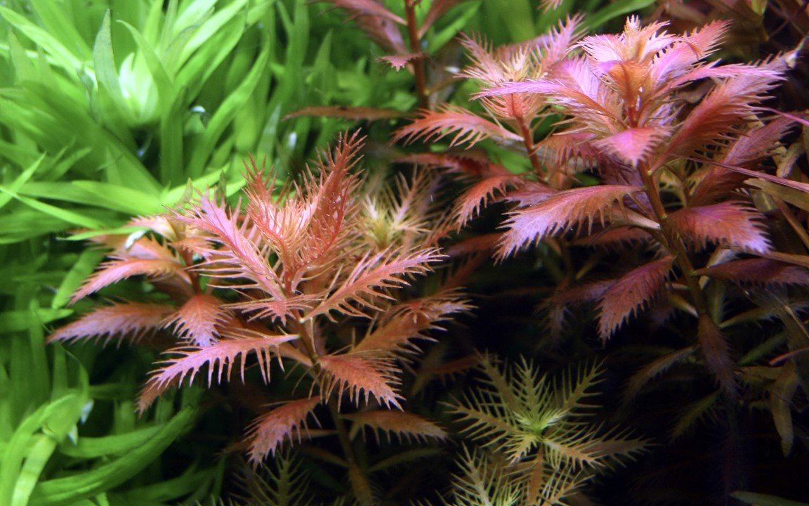 Proserpinaca palustris 'Cuba' - Tropica TC - Planted Aquaria